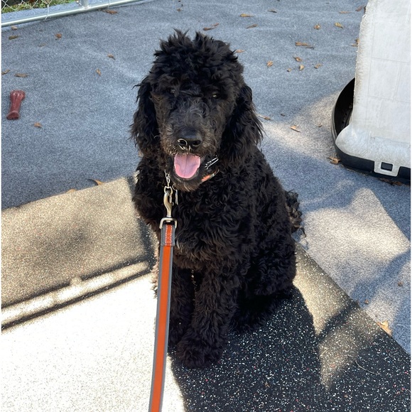 New Addition to Our Family! - Picture 3 of 7